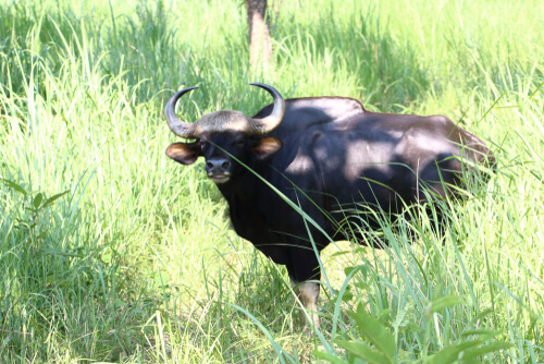 Gaur: ubicación geográfica