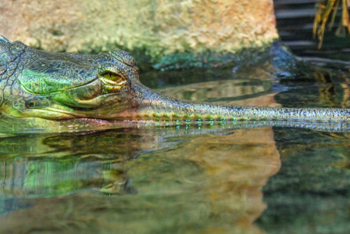 El gavial o cocodrilo de hocico delgado
