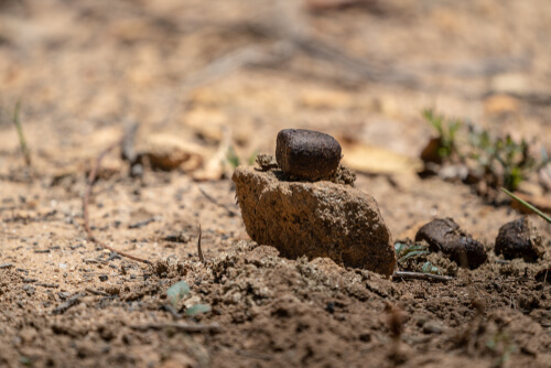 Heces de Wombats