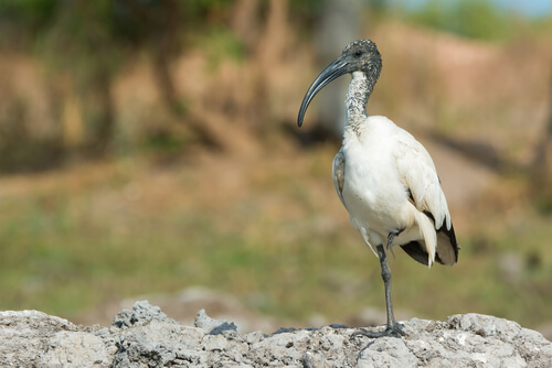 Ibis en el Antiguo Egipto