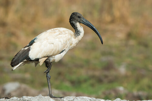 Curiosidades del ibis sagrado