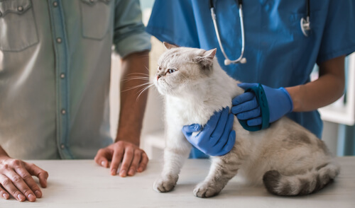 Insuficiencia renal del gato: tratamiento