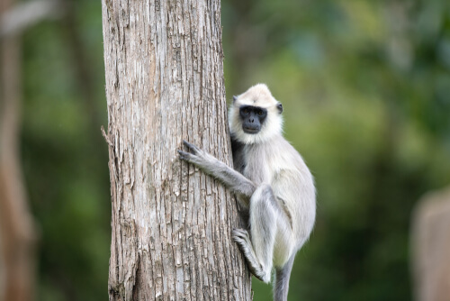 Características del langur gris
