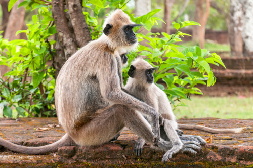 Langur gris: comportamiento