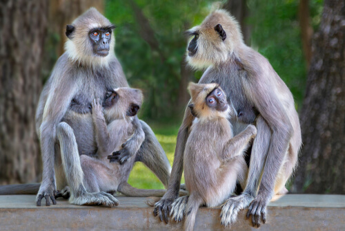Langur gris: reproducción