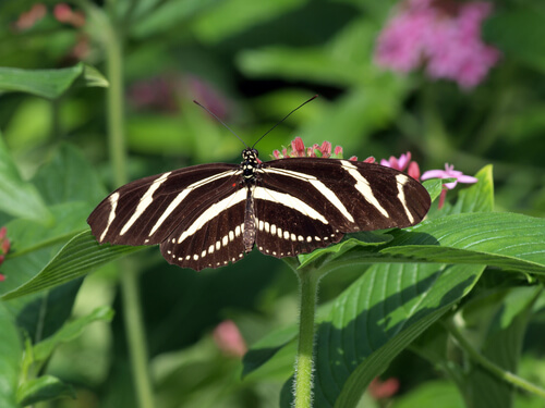 Mariposa cebra
