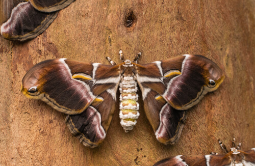Mariposa del gusano de seda del ricino