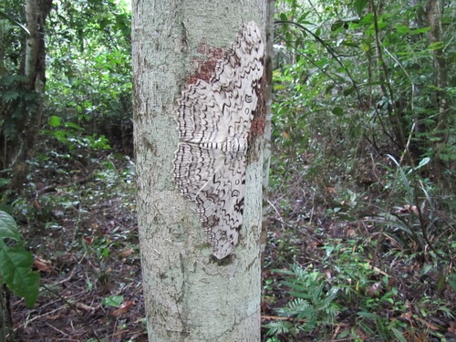 Mariposa emperador
