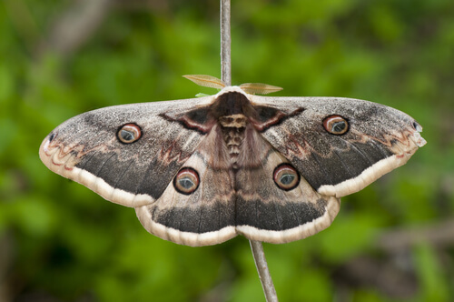 Mariposa gran pavón