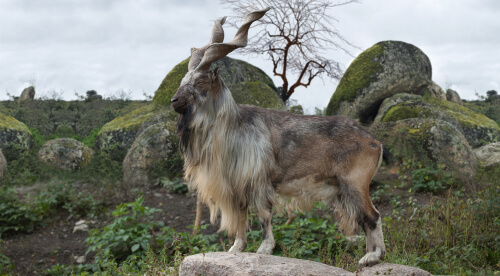 Markhor