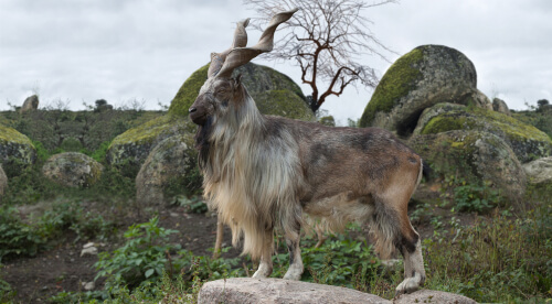 El markhor: la cabra con grandes cuernos