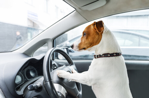 Normativa y posibles multas, ¿cómo llevar a tu mascota en el coche?