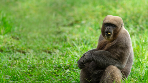 Mono lanudo gris: características, comportamiento y hábitat