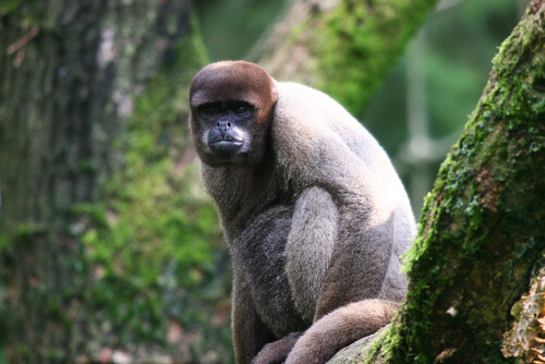 Mono lanudo gris: comportamiento