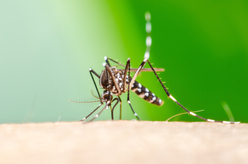 Mosquito chikunguña