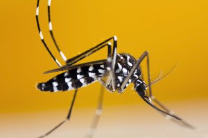 El mosquito tigre en Francia: ¿cómo reconocerlo?