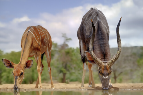 Niala: alimentación