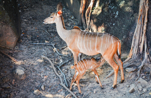 Niala: reproducción