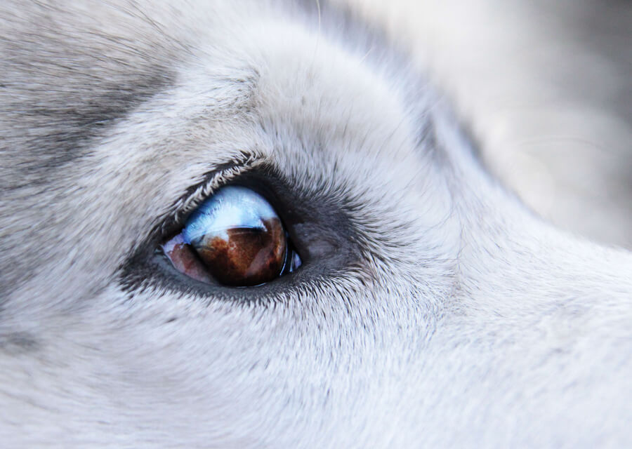 Perros y verrugas alrededor de los ojos: tratamientos