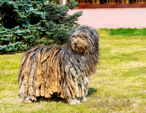 Pastor de Bérgamo: un perro que conduce y cuida los rebaños