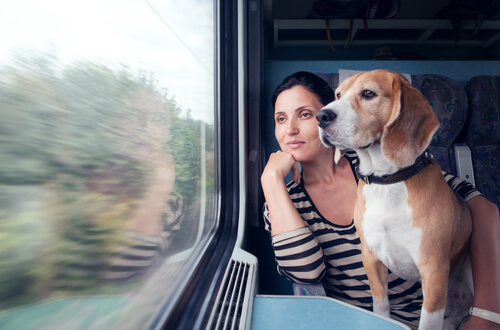 Perro en el tren