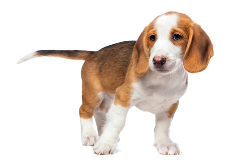 Perro tejonero de Westfalia: comportamiento