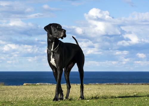 5 razas de perros grandes
