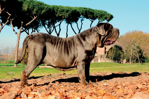 Perros grandes: mastín napolitano