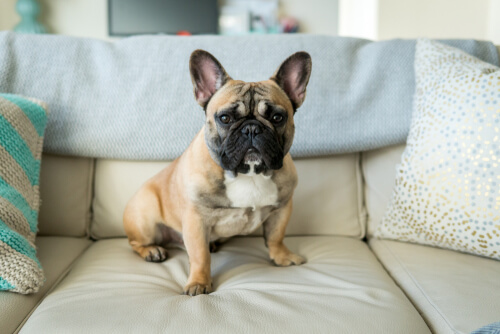 Buldogue francês, um dos cães pequenos, no sofá
