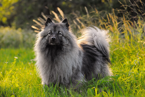 Perros spitz alemán lobo