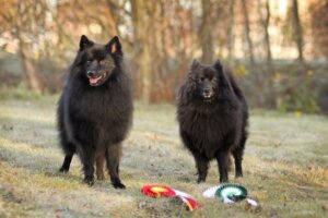 Conoce a los perros spitz