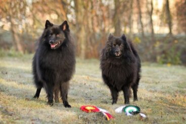 Conoce a los perros spitz