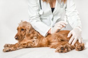 ¿Puede tu perro darte Salmonella?