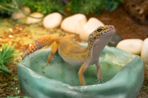 ¿Qué mascota elegir para un apartamento?