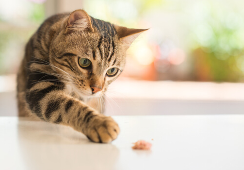 Restaurar el equilibrio intestinal de mi gato