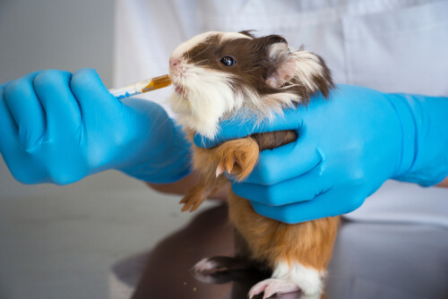 Roedor en el veterinario