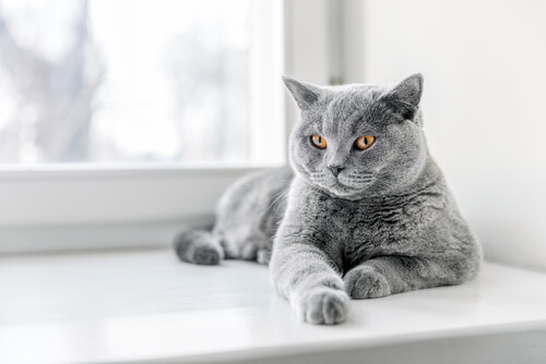 Salud del shorthair británico