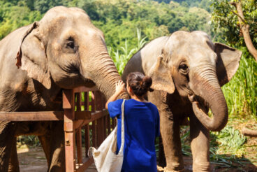 Cómo saber si un santuario de fauna es falso