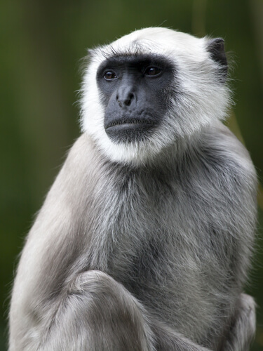 Semnopithecus entellus