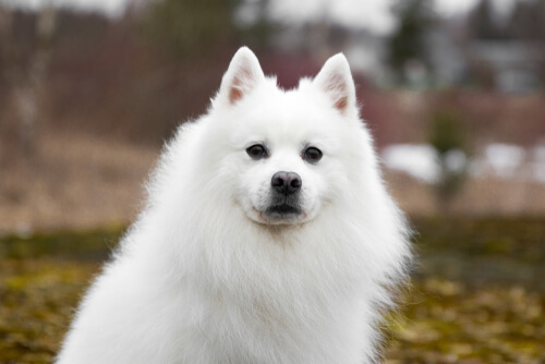 beyaz tüylü Japon spitz köpek