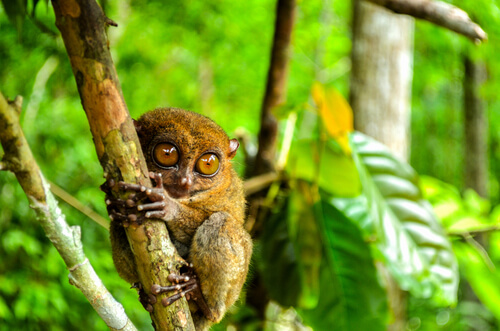 El tarsier: reproducción y hábitat