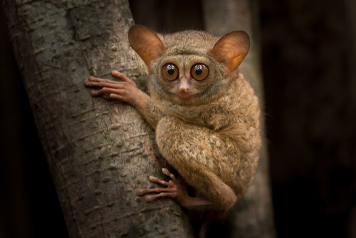 Tarsier: reproducción
