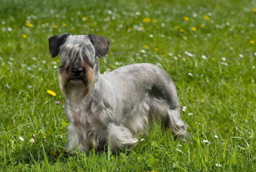 El terrier checo: un perro de cacería ligero