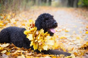 El terrier ruso negro: un excelente perro guardián
