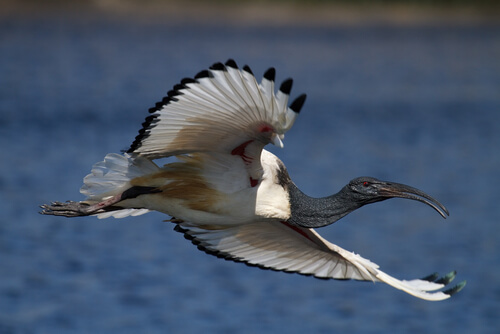 Threskiornis aethiopicus