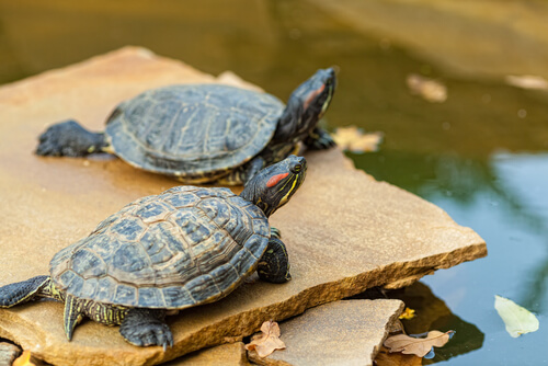 Tortugas en tierra