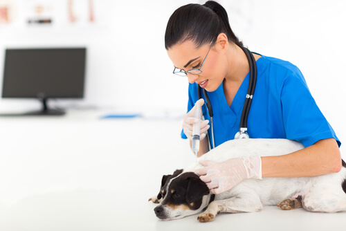Tratamiento de la enfermedad de Addison en perros