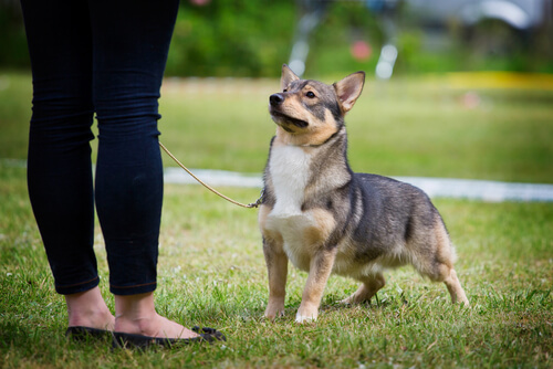 Vallhund sueco vikingo