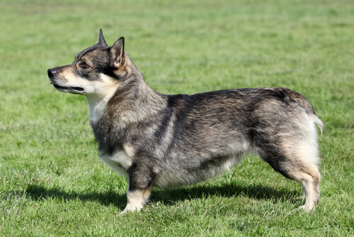 Vallhund sueco