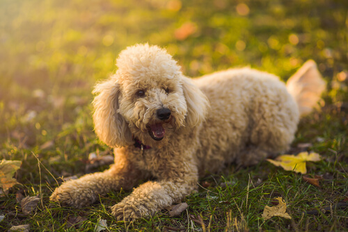 Variedades de caniche: enano